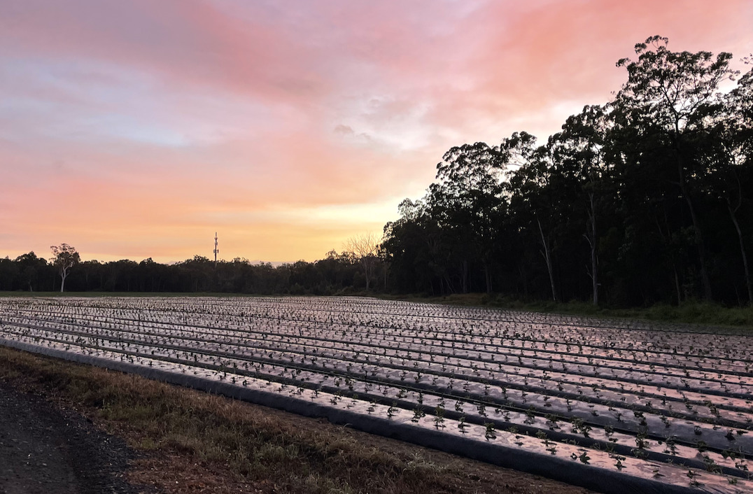 カブルチャーストロベリーファーム