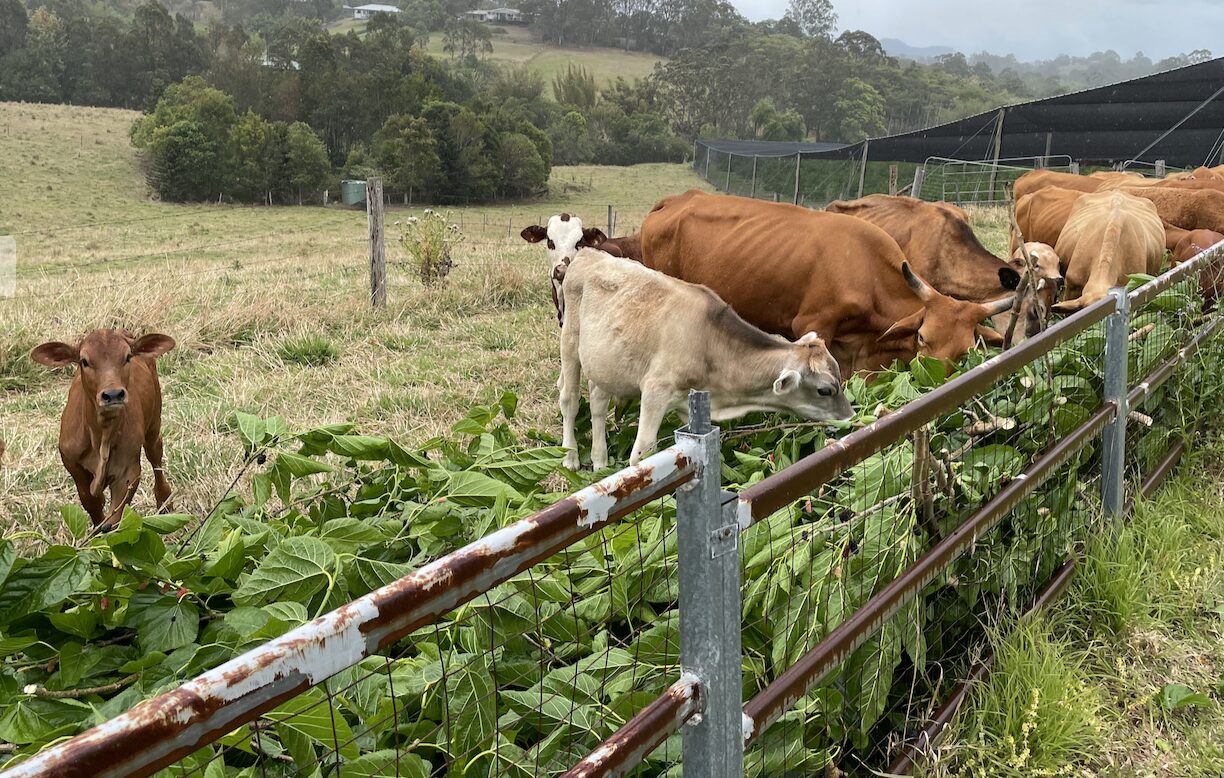 マルベリーファームの牛たち